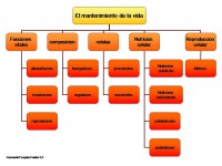 /album/esquema-general/mantenimiento-de-la-vida-jpg/